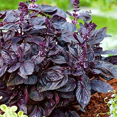 VibeX NBIR-25 - Dark Opal Sweet Basil - (4500 Seeds) Seed(4500 per packet)
