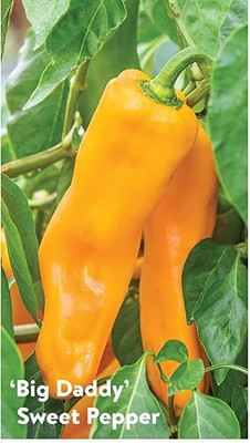 Qualtivate HYB-1A Hybrid Chilli cayenne peppers Seed(300 per packet)