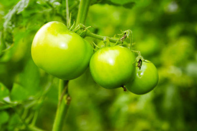 Forestree tomato Seed(35 per packet)