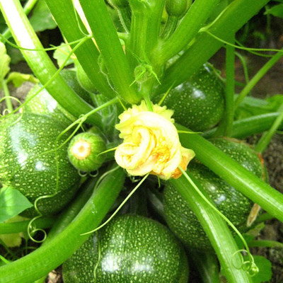 KNESSiN Early ripening Zucchini Seed(100 per packet)