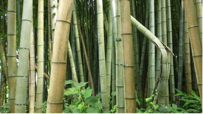 XOLDA Exotic bamboo Seed(45 per packet)