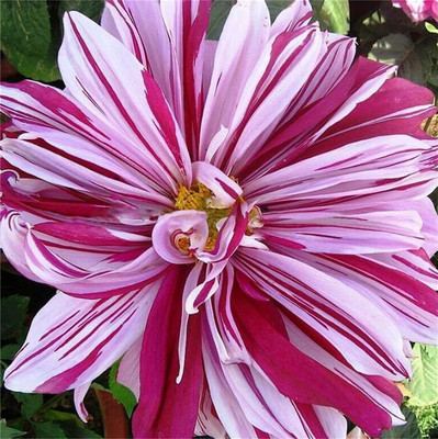 CYBEXIS NDIR-17 - Blue Fireball Dahlia Mixed Color - (60 Seeds) Seed(60 per packet)