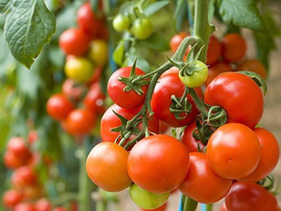 KANAYA Tomato Hybrid Seed(250 per packet)
