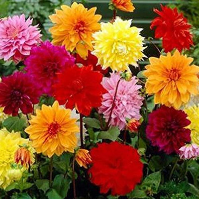 Aywal Dahlia Seed(2 g)