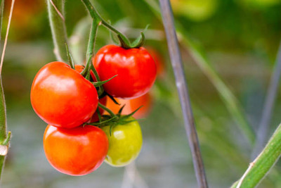 PlantaZee tomato Seed(145 per packet)