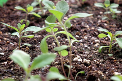 KNESSiN Herb Seed(200 per packet)