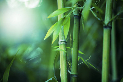 XOLDA Exotic bamboo Seed(39 per packet)