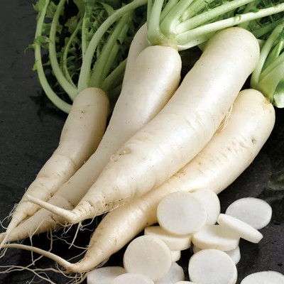 VINTI High Quality Organic White Radish मूली के बीज Seed(2000 per packet)
