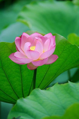 GMR lotus,kamal gatta Seed(15 per packet)