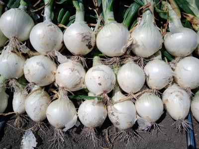 XOLDA Organic Onion white Seed(38 per packet)