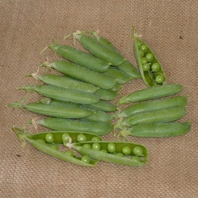 Avysa (Matar) Peas Seeds Seed(1000 per packet)