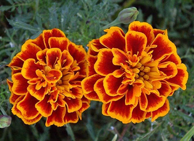 Aywal Marigold Dwarf French - Durango RED Seed(220 per packet)
