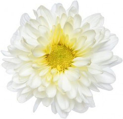 XOLDA Exotic chrysanthemum white Seed(32 per packet)