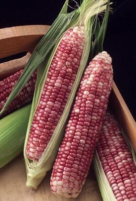 LPR SWEET CORN,BUTTA SEEDS Seed(400 per packet)