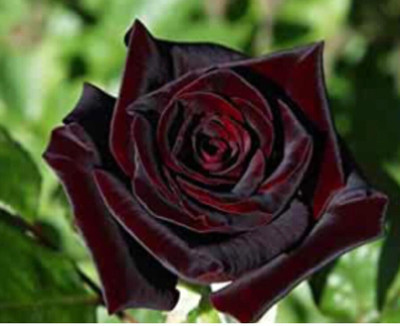 greenfarm NXC- Fragrant Rose Flower Seeds/ Gulab Seeds / 80 X Seeds , TRE57 Seed(80 per packet)