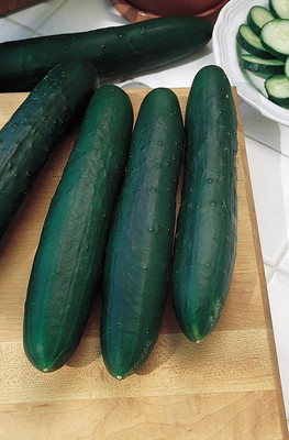 CYBEXIS XL-12 - Marketmore 76 Slicing Cucumber - (1350 Seeds) Seed(1350 per packet)