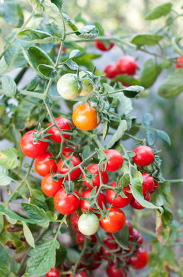 DAYAKISHAN tomato Seed(100 per packet)