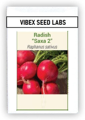 CYBEXIS F1 Hybrid Heirloom Round Red Radish Seeds2400 Seeds Seed(2400 per packet)