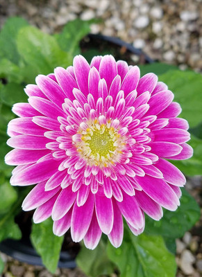 CYBEXIS Gerbera jamesonii,Hot Pink Color Gerbera Daisy Seed(50 per packet)