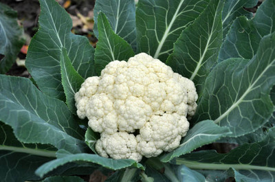 ALPINE HYBRID SEEDS white cauliflower,gobhee seeds Seed(35 per packet)