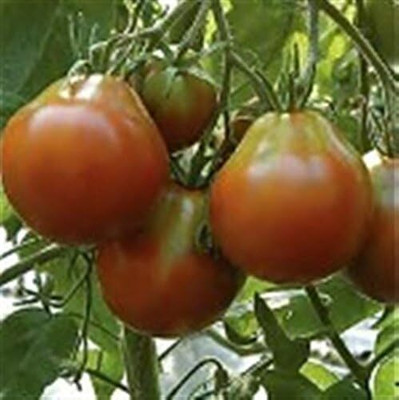 ActrovaX LARGE BLACK PEAR HERITAGE HEIRLOOM MEATY BEEFSTEAK TOMATO[2000 Seeds] Seed(2000 per packet)