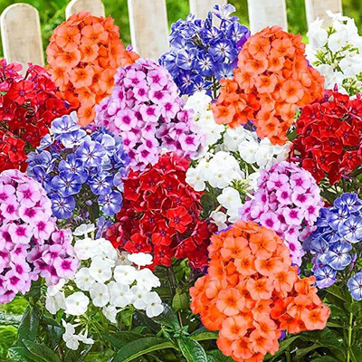 Aywal Phlox twinkle mix Seed(100 per packet)