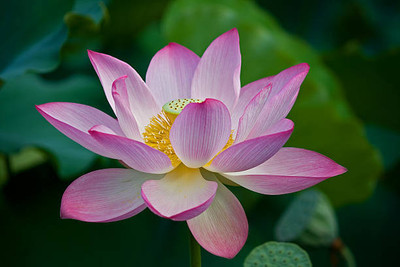DORVIK lotus,kamal gatta Seed(15 per packet)