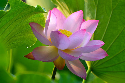 Kapebonavista lotus,kamal gatta Seed(14 per packet)