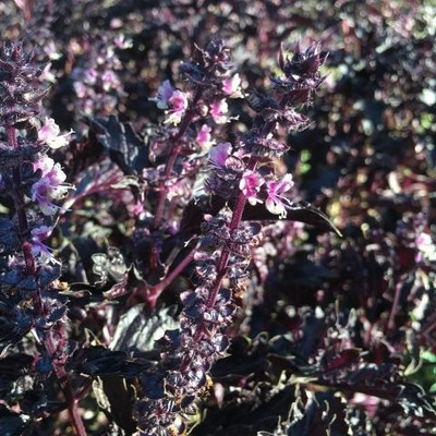 Qualtivate KGF -68 Red Rubin Purple Basil Seed(1000 per packet)
