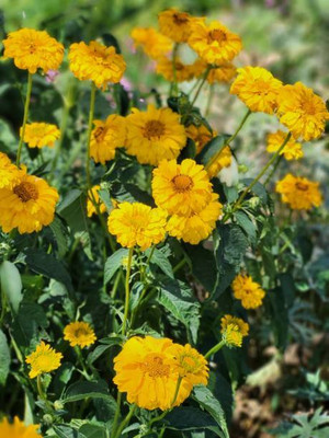 Viberti marigold/gende ka phool flower seeds Seed(75 per packet)
