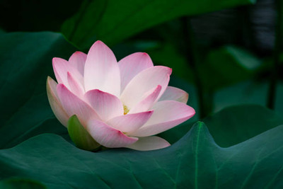 AK AGRO HYBRID SEEDS lotus,kamal gatta Seed(10 per packet)
