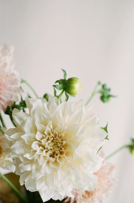 Qualtivate LXI-342 Dahlia Pink Peach Crème Seeds Seed(50 per packet)