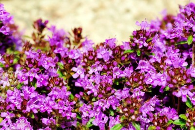 VibeX KGF -20 - Creeping Thyme - (450 Seeds) Seed(450 per packet)