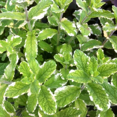 CYBEXIS XL-63 - Pineapple Mint Rare - (1350 Seeds) Seed(1350 per packet)