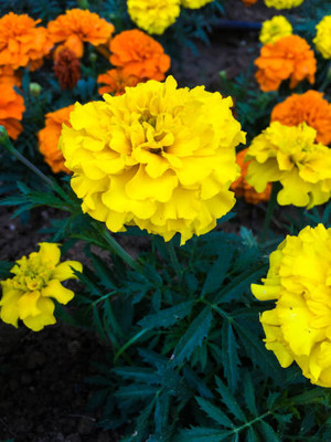 VRAKSHA marigold/gende ka phool flower seeds Seed(75 per packet)