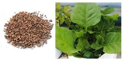 WILLVINE Organic Palak Seeds For Home Garden -[800 Seeds] Seed(800 per packet)