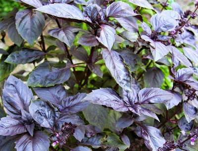 ONUS Red basil Seed(100 per packet)