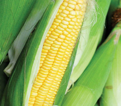 LPR SWEET CORN Seed(100 per packet)