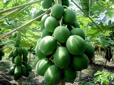 ActrovaX Rare Dwarf Hybrid Papaya Fruit Seed [100 Seeds] Seed(100 per packet)