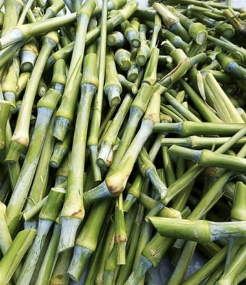NATURE FARM HYBRID SUPER NAPIER MULTICUT GRASS STICKS Seed(10 per packet)