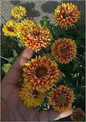 Aywal Gaillardia Double Mixed Flower Seed(60 per packet)