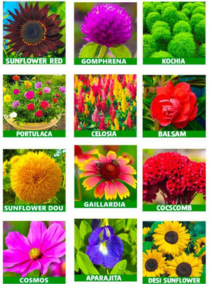 the green dotcom 10 Varieties Flower Plant Seed(1805 per packet)