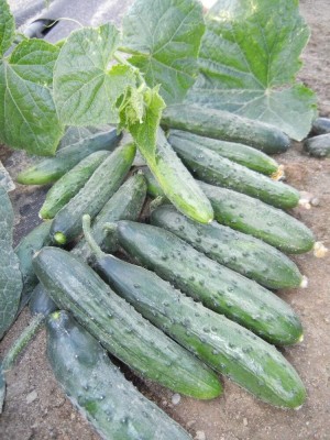 Qualtivate RES-3A Cucumber April F1 Self-Pollinated Seed(300 per packet)