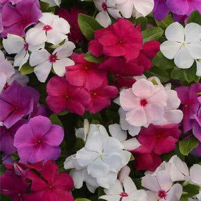 KANAYA Vinca Dwarf Mix Seed(38 per packet)