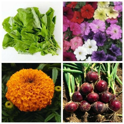 SimXotic Sarso Mustard, Onion Red, Marigold Orange Flowers & Petunia Mixed Flowers Seed(4 per packet)