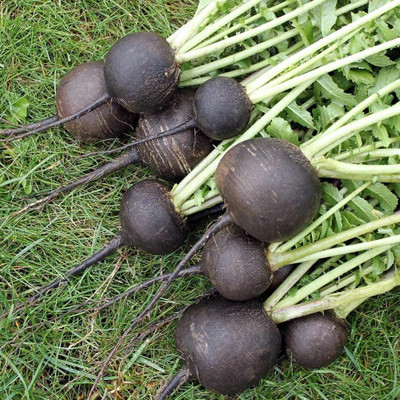 WILLVINE Radish Seed(500 per packet)