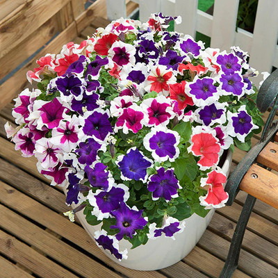 DEYS AGRO ™ exotic mix petunia flower seeds Seed(45 per packet)