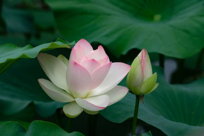 jaishreeradhe lotus,kamal seeds Seed(20 per packet)