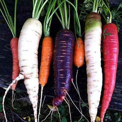CYBEXIS LX-98 - Carrot Mix of 6 Colorful Varieties - (2250 Seeds) Seed(2250 per packet)