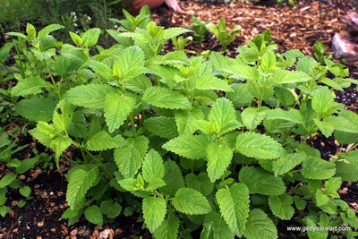 CYBEXIS ATS-67 - Lemon Balm Herb - (750 Seeds) Seed(750 per packet)